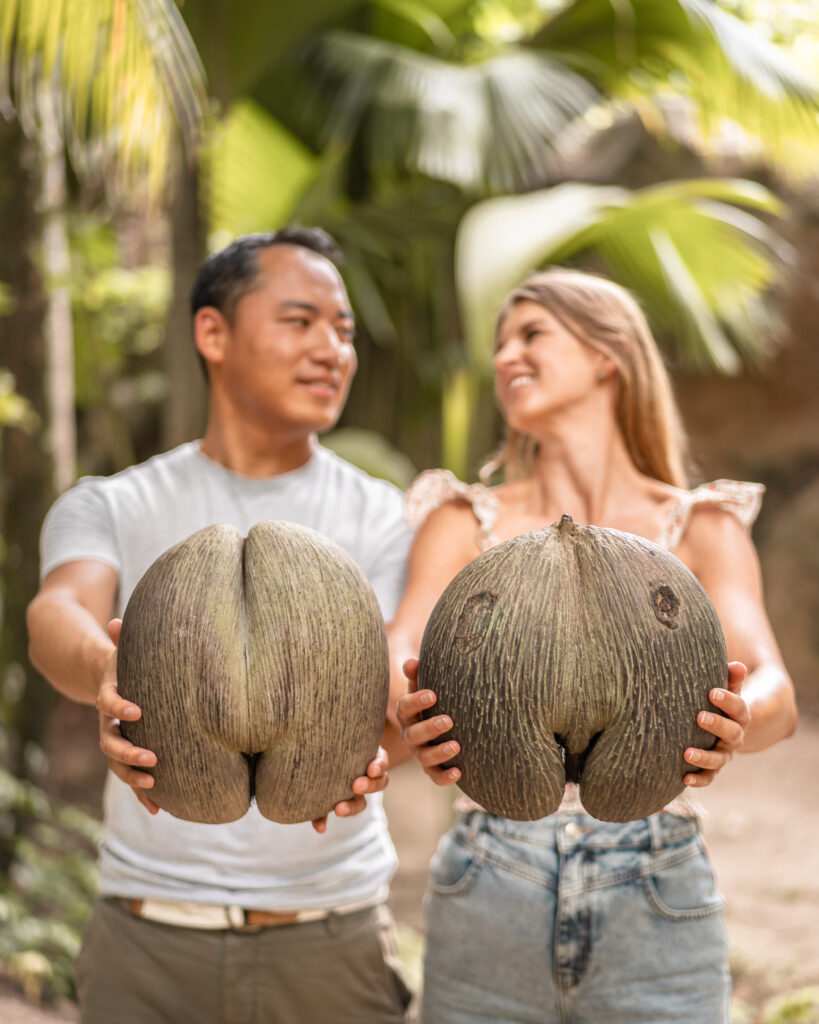 Seychellen Inselhopping - 2. Insel: Praslin
Coco de Mer, die größte Kokosnuss der Welt im Fond Ferdinand 