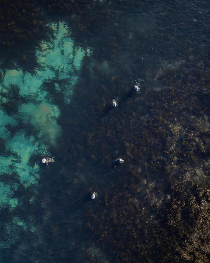 Island Rundreise - schwimmende Robben im Meer in Illugastadir auf der Vastnes Halbinsel