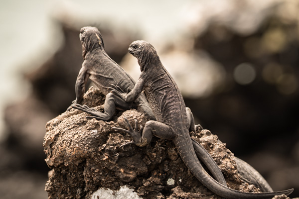 2 Meeresechsen auf einem Stein auf den Galapagos Inseln
