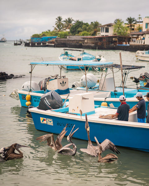 hungrige Pelikane am Fischmarkt von Santa Cruz Galapagos