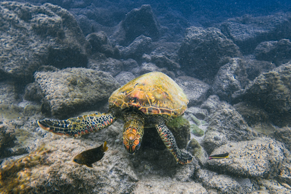 Meeresschildkröte vor der Insel Pinzon Galapagos während der Schnorchel-Tour