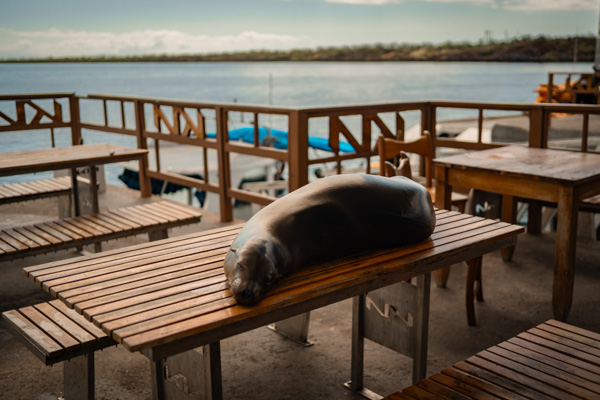 Seelöwe liegt am Hafen von Santa Cruz auf Tisch und entspannt